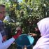 Cumhurbaşkanı Vekili Fuat Oktay elma hasadına katıldı Cumhurbaşkanı Vekili Fuat Oktay elma hasadına katıldı