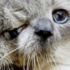İki yüzlü kedi hayatını kaybetti