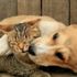 Kedi ve köpek fotoğraflarıyla yüzlerce insanı binlerce lira dolandırdı Kedi ve köpek fotoğraflarıyla yüzlerce insanı binlerce lira dolandırdı