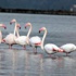 Alsancak Kuş Limanı Alsancak Kuş Limanı