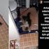 3 ay eve gitmedi, 2 kedi açlıktan öldü! 3 ay eve gitmedi, 2 kedi açlıktan öldü!