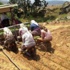 Sarıgöl’de Tütün Dikimleri Sürüyor Sarıgöl’de Tütün Dikimleri Sürüyor