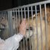 Fransa'da aslan, terbiyecisine saldırdı Fransa'da aslan, terbiyecisine saldırdı