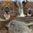 686 koala öldürüldü! 686 koala öldürüldü!