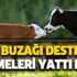 2018 buzağı desteklemeleri ne zaman yatacak? 1 Ocak buzağı destek ödemeleri yattı mı?