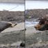 Saldırgan köpek yavru fokun ölümüne yol açtı Saldırgan köpek yavru fokun ölümüne yol açtı
