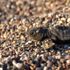 3 bin 24 yavru caretta caretta denizle buluştu