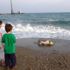 Mersin'de ölü caretta caretta sahile vurdu