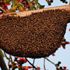 Uzman anlattı: Propolis nedir, bağışıklık sistemine nasıl fayda sağlar?