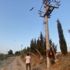 Gönüllüler, leyleklerin elektrik akımına kapılmaması için nöbet tutuyor