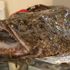 Akdeniz'in Fener balığı yolunu kaybedince Karadeniz'de ağlara takıldı
