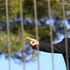 Katalan lider Belçika'ya mı kaçacak
