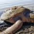 Muğla'da denizde bitkin halde bulunan caretta caretta, AKUT ekiplerince kurtarıldı