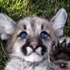 Yavru Puma’ya Anket İle İsim Koyulacak Yavru Puma’ya Anket İle İsim Koyulacak