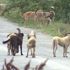 Sokak köpeğinin ısırdığı vatandaşa 3 bin TL tazminat Sokak köpeğinin ısırdığı vatandaşa 3 bin TL tazminat