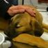 İBB'den 'Kuyu köpek' açıklaması İBB'den 'Kuyu köpek' açıklaması