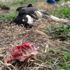 Dört köpek zehirli tavuk etleriyle katledildi, yavrular öksüz kaldı