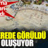 ﻿Deniz salyası ilk nerede görüldü ve nasıl oluşuyor