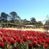 Avustralya'daki Lale Festivali'ne büyük ilgi
