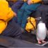 Şanslı penguen katil balinalara yem olmaktan son nefeste kurtuldu. Etrafa zafer bakışı attı Şanslı penguen katil balinalara yem olmaktan son nefeste kurtuldu. Etrafa zafer bakışı attı
