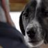 Fransa'da köpeğini döven kişiyi 6 ay kesinleşmiş hapis cezasına çarptırıldı Fransa'da köpeğini döven kişiyi 6 ay kesinleşmiş hapis cezasına çarptırıldı
