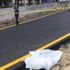 Ankara'da yol kenarında ''trafik kazası sonucu hayatını kaybetmiş olduğu değerlendirilen'' bir kadın cesedi bulundu