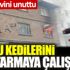 ﻿Yanan evini unuttu. Yavru kedilerini kurtarmaya çalıştı