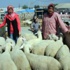 Biri Öğretmen Çoban Kız Kardeşler Kurban Pazarının İlgi Odağı Oldu
