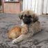 Yavru köpek ve kedinin sevimli dostluğu Yavru köpek ve kedinin sevimli dostluğu