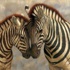 Zebra çizgisinin gizemi çözüldü Zebra çizgisinin gizemi çözüldü