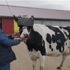 Sanal gerçeklik gözlüğü takılan ineklerin süt miktarında artış gözlemlendi