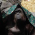 Orangutanlar insanlarla aynı hakka mı sahip olacak?