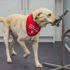 Bilimsel araştırma: Köpekler Covid-19’un kokusunu alabiliyor