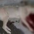 Azerbaycan'da sahipsiz sokak köpeklerini öldürenlere ödül veriliyor