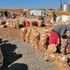Ahlat ta 200 bin ton patates üretimi