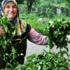 Türkiye'de ilk kez üretildi: Kilosu 1250 dolar Türkiye'de ilk kez üretildi: Kilosu 1250 dolar