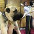 Kangal'ın Güneydoğulu rakibi fiyatıyla dudak uçuklattı Kangal'ın Güneydoğulu rakibi fiyatıyla dudak uçuklattı