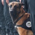 Paris'te öldürülen polis köpeği Diesel için sosyal medyada yas