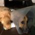 Kesici aletle yaralanan köpek yeni yuvasında