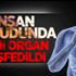 İnsan vücudunda yeni organ keşfedildi