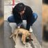 Duyarlı sürücünün çabası yaralı köpeği hayatta tuttu Duyarlı sürücünün çabası yaralı köpeği hayatta tuttu