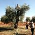 Kilis te zeytin hasadı erken başladı