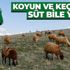 Alarm zilleri çalıyor! Mardin son 20 yılın en kurak dönemini yaşıyor Alarm zilleri çalıyor! Mardin son 20 yılın en kurak dönemini yaşıyor