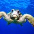 Caretta carettalardan tesbih yapıp satıyorlar Caretta carettalardan tesbih yapıp satıyorlar