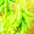 Soya üretimini ithalat baltalıyor