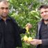 Mersin'de yetişen limon çiftçiyi şoke etti Mersin'de yetişen limon çiftçiyi şoke etti