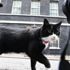 İngiltere Dışişleri Bakanlığı, kedi Palmerston’un kilolarından rahatsız