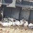 Osmaniye'de tır devrildi: 4 bin tavuk telef oldu