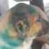 Kuşadası’nda yavru köpeğin kulağını kesip yola attılar