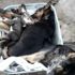 Bartın da 6 köpek ölü bulundu